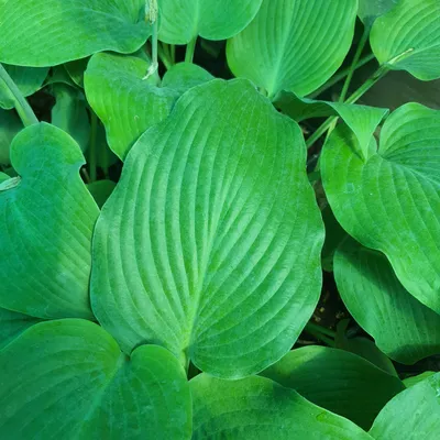 Sno Cone Hosta - 4.5 Inch Container (NEW For 2020!) - New Hampshire Hostas