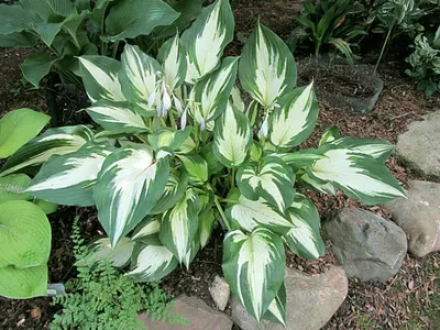 Hosta – Greenling.de