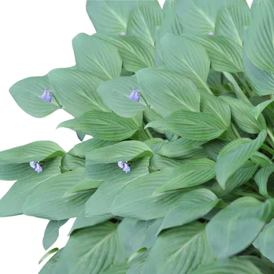 Big Daddy Hosta, Hosta x 'Big Daddy', Monrovia Plant