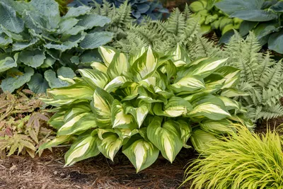 Hosta Wide Brim – Future Forests