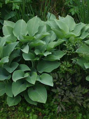 Hosta Wide Brim – Future Forests