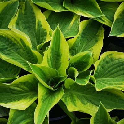 Krossa Regal Hosta | American Meadows