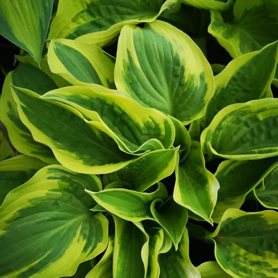 Blue Sliver Hosta - Shade Perennial Powder Blue Hosta Plant