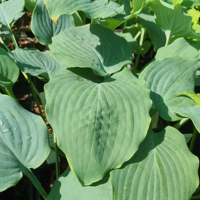 HOSTA - Horticulture Latremouille