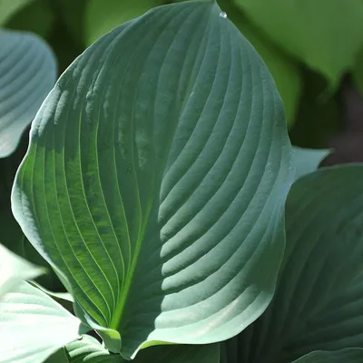 SHADOWLAND® 'Above the Clouds' Hosta - Garden Crossings