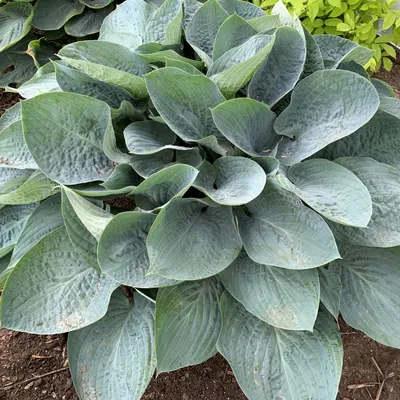 Krossa Regal Hosta | American Meadows