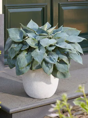 Hosta hybrida Blue Cadet