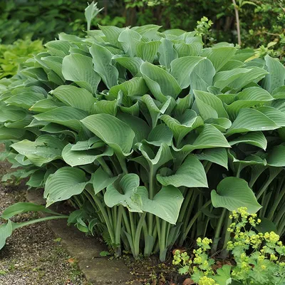 August Moon Hosta - Golden Green Heart Shaped Foliage - Quart Pot - Hirt's  Gardens