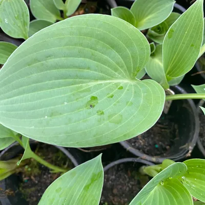 Hosta Island Breeze - Buy Hostas Perennials Online