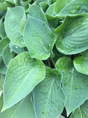 Hosta 'Jurassic Park' bare roots — Buy plantain lilies online at Farmer  Gracy UK