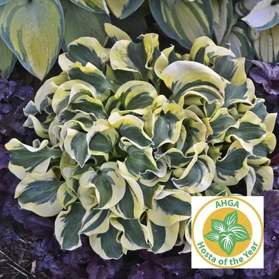 River Dance Hosta - 4.5 Inch Container (NEW For 2024!)