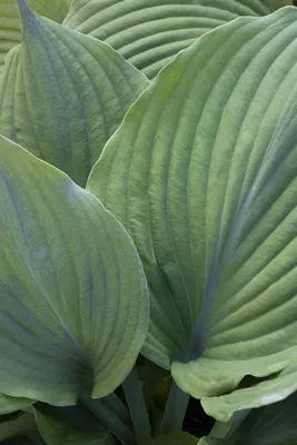 Blue Angel Hosta, Hosta x 'Blue Angel', Monrovia Plant