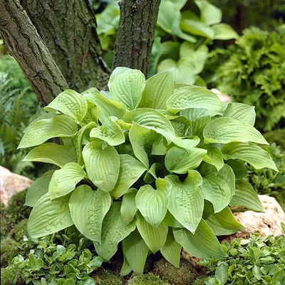 Hosta sieboldiana Elegans