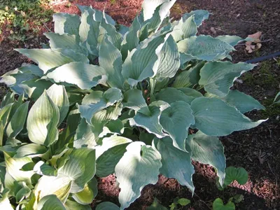 Hosta 'Blue Mouse Ears' - Plantain Lily (3.5\" Pot) | Little Prince To Go