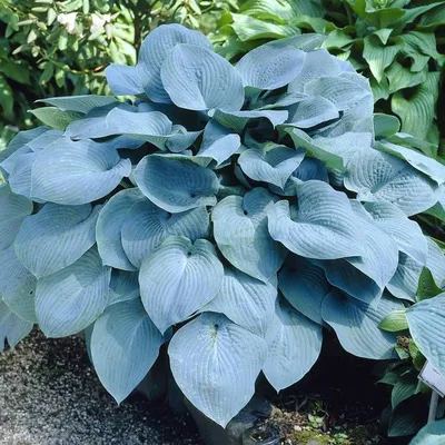 Hosta herifu - Gentiana Nursery