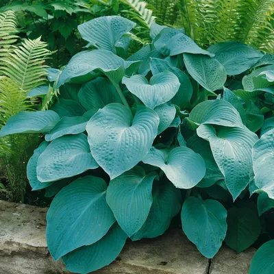 Hosta Gold Standard - a Classic gorgeous hosta!