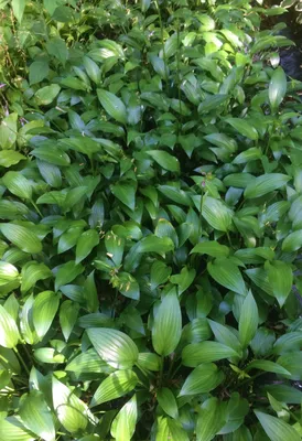 Hosta King Size - Davenport Garden Centre