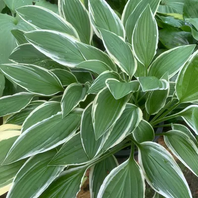 Hosta seiboldiana - Balkan Ecology Project