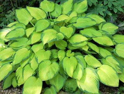 Hosta 'Devon Green' - Urban Jungle - Plant Nursery in Norwich, Norfolk and  Beccles, Suffolk.