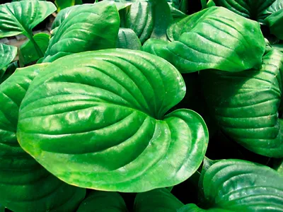 Mojito Hosta - Shade Perennial Fragrant Hosta Plant