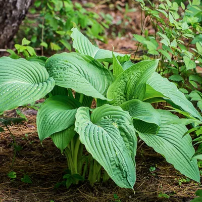 Hosta hybrid 'Halcyon'