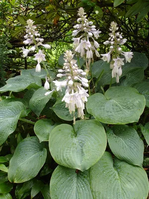 Heart-Shaped Hosta Plants For Sale Online | Wide Brim – Easy To Grow Bulbs