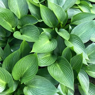 Shop White Feather Hosta | DutchGrown™