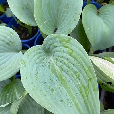 Hosta Purple Heart – Future Forests