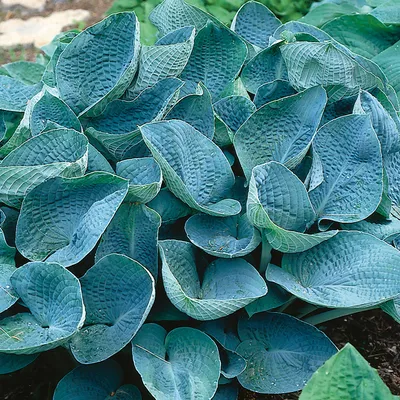 Francee Hosta – Connon Nurseries Inc.