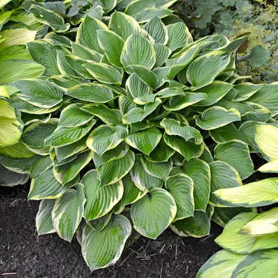 Hosta 'Sum and Substance' - Plantain Lily (3.5\" Pot) | Little Prince To Go