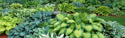 Learn about Hosta 'Get Nekkid' | T. Avent 06 | Perennial Encyclopedia