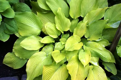 Daybreak Hosta - Shade Perennial Sun Tolerant Hosta