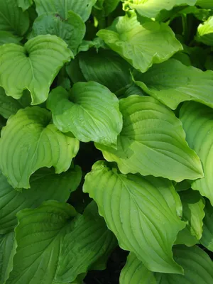 Hosta longipes. Hosta Stock Photo - Alamy