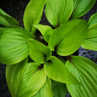 Hosta Royal Standard - Davenport Garden Centre