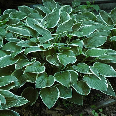 Hosta Tears in Heaven | Hostas, Tears in heaven, Blue hosta