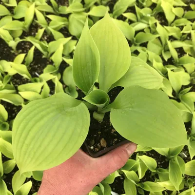 Buy Hosta T Rex affordable | Gardens4you.ie