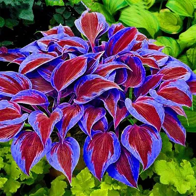 Hosta Plants For Sale | Buy Hosta Plantaginea – TN Nursery