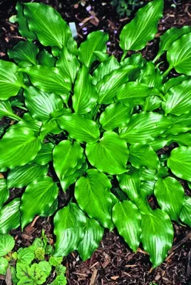 Hosta fortunei var. aureomarginata (v) – Ballyrobert Gardens