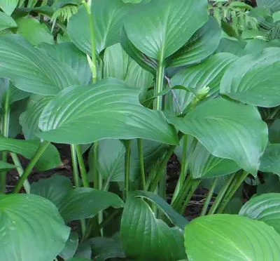 Hosta 'Christmas Eve' | Christmas Eve Hosta