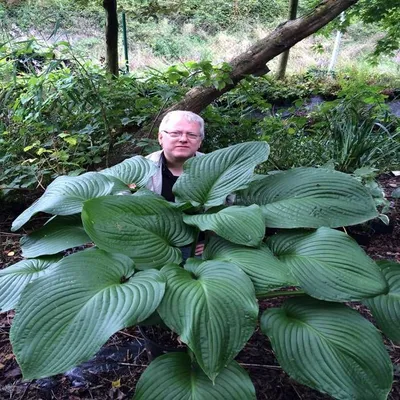 Hosta garden hi-res stock photography and images - Alamy