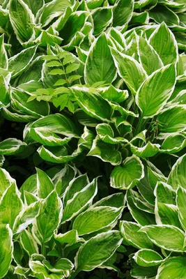 Hosta Maple Leaf, Plantain Lily, Maple Leaf, #1 - Behmerwald Nursery