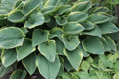 Hosta High Society - Buy Hostas Perennials Online