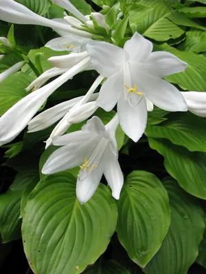 Hosta hybrida Blue Cadet