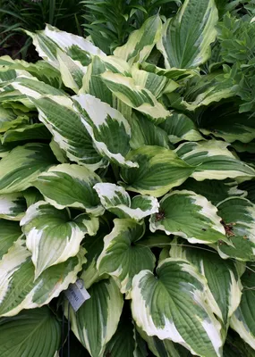 Big Daddy Hosta – Connon Nurseries Inc.