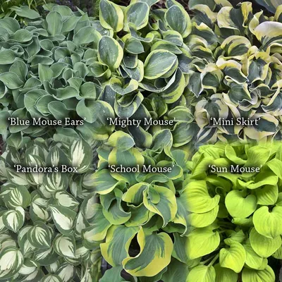 Hosta Mini Mix Collection - Set of 6 Hosta - Sugar Creek Gardens