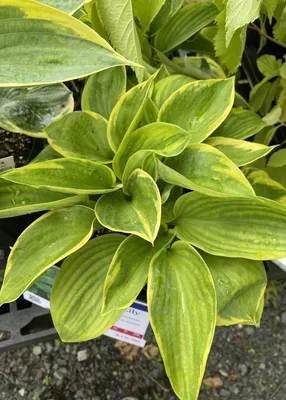 Hosta 'Blue Mouse Ears' - The Diggers Club