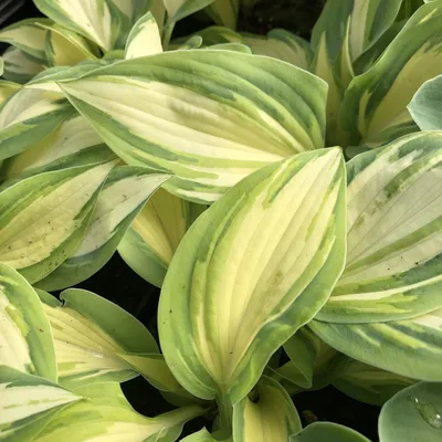 Hosta 'Rainforest Sunrise' (Funkie | Herzblattlilie) – Gräfin von Zeppelin