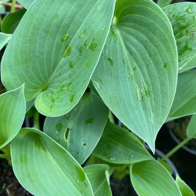 Get the Most Out of Hosta – and have outstanding shade gardens | The Tree  Center™