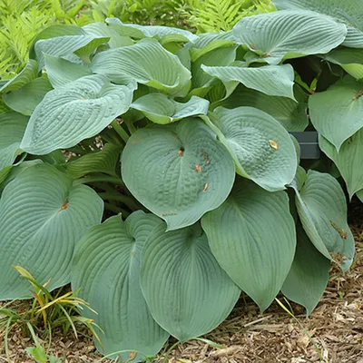 Hosta Royal Performance Collection - Choice of Variety — Pacific Royal