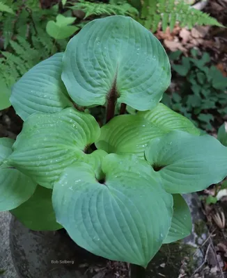 T Rex Hosta, Hosta x 'T Rex', Monrovia Plant